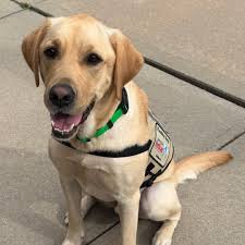 🐶🎓👩‍🚒 Congratulations to Niko 🐕 and Fire Marshal Nicole Pannhurst  👩‍🚒