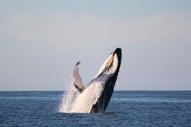 Humpback whales are renowned acrobats of the sea, with most of their surface behaviors on full the humpback whale. After 70 000 Years Oman S Unique Whales Face Potential Threat Middle East Eye Edition Francaise