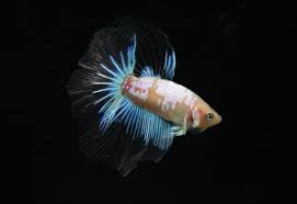 Hk base betta fish online store we ship worldwide~ contract us for details!! Winter Samurai Halfmoon Betta Released Bettasplendid Com