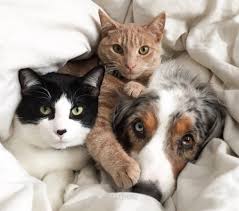 Résultat de recherche d'images pour