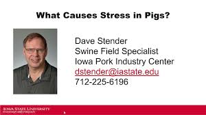 Niche Producer Series: What Causes Stress in Pigs?