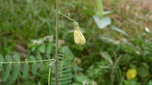 Image result for Sesbania goetzei