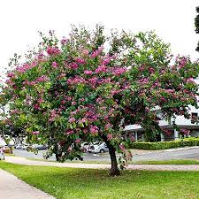 Image result for Bauhinia monandra