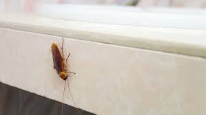 Having mice in your home is more than an inconvenience as they can be a serious health risk particularly in kitchens or areas where children. Three Signs Of A Cockroach Infestation Pestfreemike