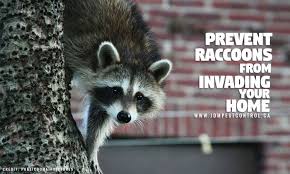So technically a raccoon could fit up your arse. Honey I M Home How To Prevent Raccoons From Moving In Jdm Pest Control