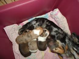 They are 10 week old and have been wormed. Chihuahua Breeders Near Omaha Nebraska