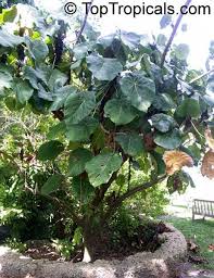 Macaranga Grandifolia Macaranga Longifolia Macaranga Mappa Macaranga Plants Garden Catalogs Nasturtium