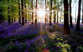Find purple pictures and purple photos on desktop nexus. Purple Flare Hd Wallpapers Free Download Wallpaperbetter