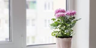 Sirih gading (devil's ivy atau golden pothos) 7. Menurut Penelitian Nasa Ini 9 Tanaman Hias Pemurni Udara Terbaik Merdeka Com