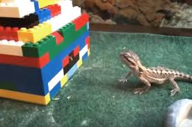 Lego Bearded Dragon Feeder Baby Bearded Dragon Bearded Dragon Cute Bearded Dragon