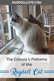 At pearl's ragdolls, i have ragdoll kittens available for sale a few times a year. Quick Guide To Ragdoll Coat Patterns And Colours