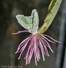 Image result for Kalanchoe gastonis-bonnieri