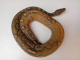 Calico Cinnamon Orange Ghost Morph List World Of Ball Pythons Ball Python Ball Python Morphs Pet Snake