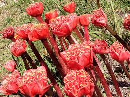 Many publications and organisations that usually take part in the tradition chose not to last april, but it. Haemanthus Coccineus April Fool Bloodflower Paintbrush Lily Ginger Plant Plant Painting Flowers