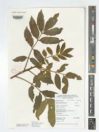 Image result for Brucea antidysenterica