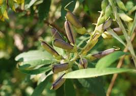 Image result for Crotalaria reptans- intermediates with pisicarpa