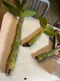Image result for orchid cuttings