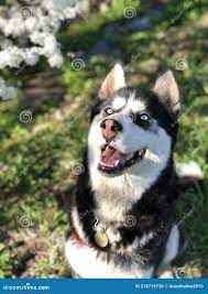Husky happy dog stock photo. Image of hahasky, eyes - 216719720