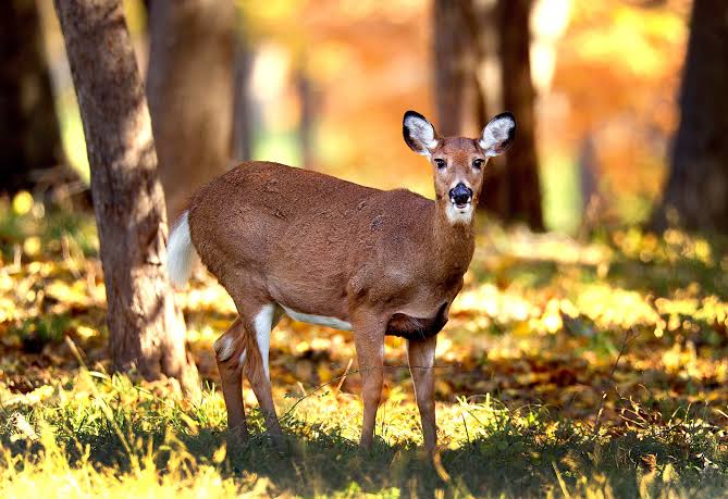 From forest to freeway: Mass. grapples with rising deer dilemmas