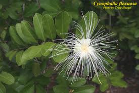 Image result for Chironia flexuosa