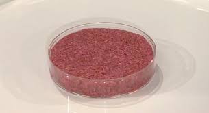 Domestic camels are often the main source of meat, milk and even leather or wool products. Cultured Meat Wikipedia