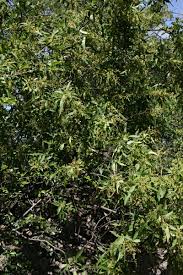 Image result for Searsia leptodictya