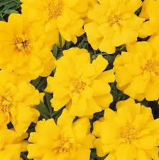 Image result for Tagetes patula