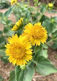 Image result for Verbesina encelioides