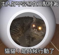 拜託讓我睡覺 貓貓 貓咪 喵喵 貓 迷因 梗圖 馬鈴薯貓貓 馬鈴薯迷因 快樂馬鈴薯 meme memes cat cute 快樂馬鈴薯 animals cats