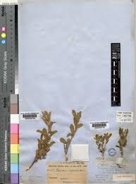 Image result for Afroqueta capensis