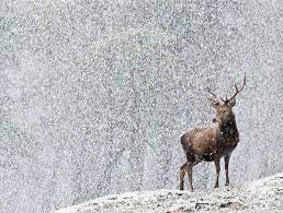 pin by mr dog s christmas on c j deer deer deer wallpaper animals wild