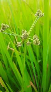 Image result for Cyperus alopecuroides