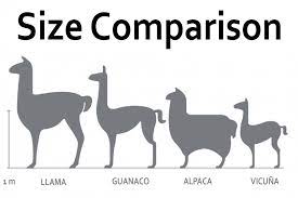 Guanacos are more slender than llamas and alpacas, with long legs, a long neck, and pointed ears. Is There A Difference Between Llamas And Alpacas What About Vicuna