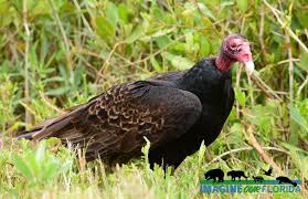 We did not find results for: Turkey Buzzard Imagine Our Florida Inc