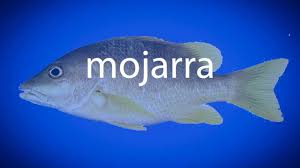 Fish, mojarra, longear sunfish, lepomis megalotis, rio grande cichlid. How To Pronounce Mojarra Youtube