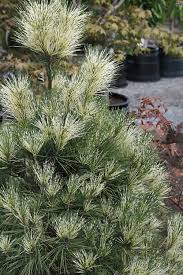 Image result for Hunteria densiflora