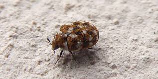 They look like miniature ground beetles. Bo1fbsj P 3f6m