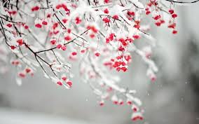 Winter Flowers Wallpaper Hd Free Download Christmas Twitter Headers Flower Wallpaper Cover Pics For Facebook