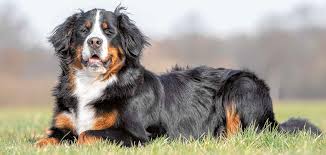 Ein rüde von 6 welpen ist noch zu haben, geboren am 21.09.2020. Rasse Des Monats Berner Sennenhund Vdh De