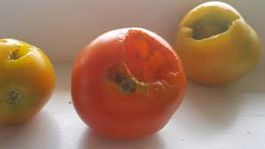 Maybe you would like to learn more about one of these? Help Birds Are Eating My Tomatoes Stuff Co Nz