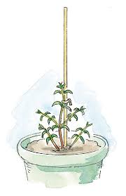We did not find results for: Turn A Butterfly Bush Into A Butterfly Tree Garden Gate