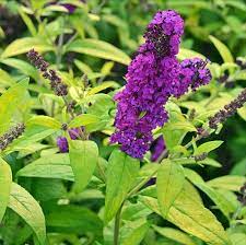 Buzz Crown Jewels Variegated Butterfly Bush Buddleia Fragrant Gallon Pot Walmart Com Walmart Com