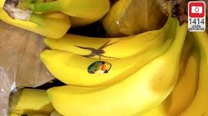 Diese spinnenart kann giftig sein. Ihr Biss Ist Todlich Bananenspinnen In Zwei Supermarkten Entdeckt 1414 Leser Reporter Bild De