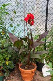 We did not find results for: Growing Canna Lilies Is Simple And Rewarding Canna Lilies Make Spectacular Plants
