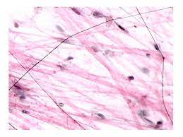 Connective Tissues Microscopic Photography Physiology Anatomy And Physiology