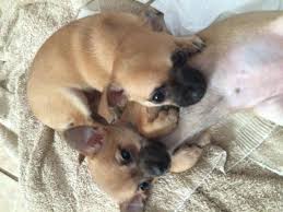 They are energetic outdoors and mostly docile at home. Chihuahua Pug Hybrid Puppies Chug For Sale In Burton Illinois Classified Americanlisted Com