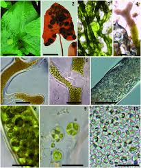 Image result for Phyllorachis