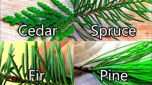Spruce top guitar or cedar top guitar?. Wild Food Foraging Pine Spruce Cedar Fir Evergreen Teas Youtube