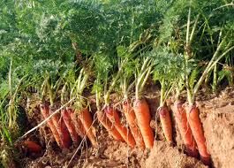 Begin to sow the carrot seeds three weeks before the last spring frost. How To Plant Grow And Harvest Carrots