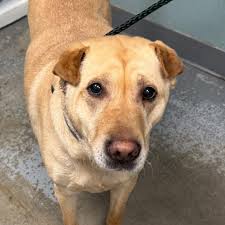 Deb Green is banned from shearing til Thursd